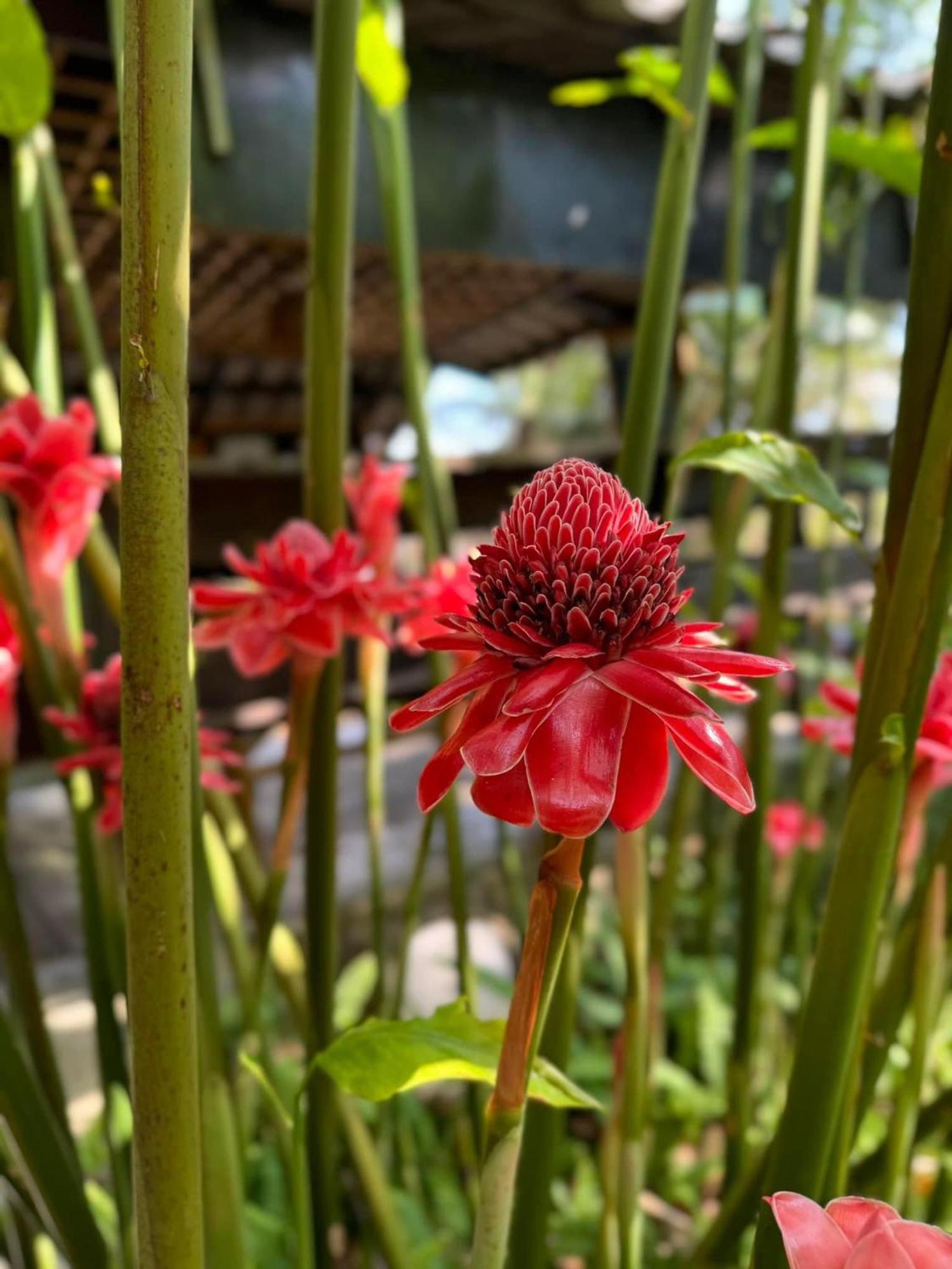 Greenheart Garden View Camp Phuket Ката-Біч Екстер'єр фото