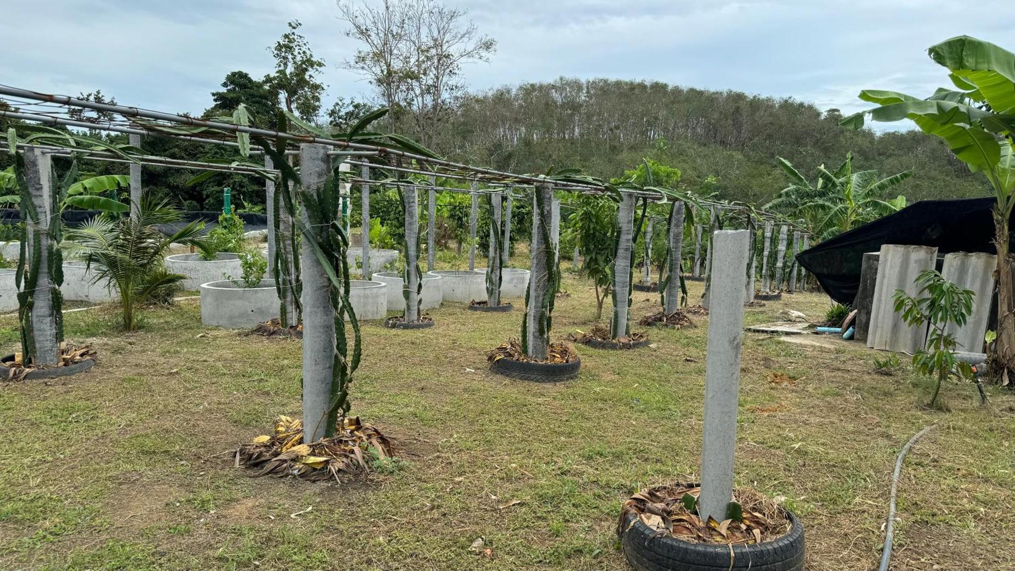 Greenheart Garden View Camp Phuket Ката-Біч Екстер'єр фото